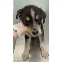 Foto dell\'animale cane - Matr. 2023/0987 - Microchip 380260044730506