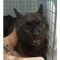 Foto dell\'animale gatto - Matr. 2023/0985 - Microchip 380260044747391