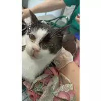 Foto dell\'animale gatto - Matr. 2023/0989 - Microchip 380260044730769