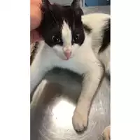 Foto dell\'animale gatto - Matr. 2023/0993 - Microchip 380260044730759