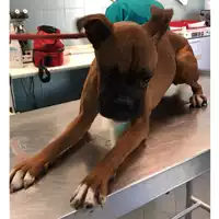 Foto dell\'animale cane - Matr. 2023/0996 - Microchip 380260044731102