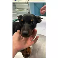 Foto dell\'animale cane - Matr. 2023/0992 - Microchip 380260044730391