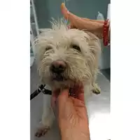 Foto dell\'animale cane - Matr. 2023/0997 - Microchip 380260044730455