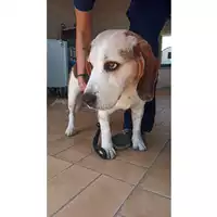 Foto dell\'animale cane - Matr. 2023/0999 - Microchip 380260041011137