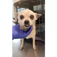 Foto dell\'animale cane - Matr. 2023/1007 - Microchip 380260044731037