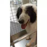 Foto dell\'animale cane - Matr. 2023/1008 - Microchip 380260044731117