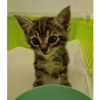 Foto dell\'animale gatto - Matr. 2023/1004 - Microchip 380260044730487