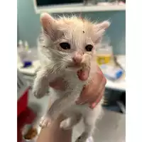 Foto dell\'animale gatto - Matr. 2023/1009 - Microchip 380260045015880