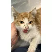 Foto dell\'animale gatto - Matr. 2023/1012 - Microchip 380260045016399