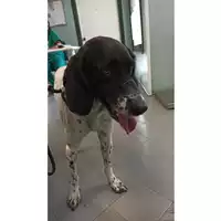 Foto dell\'animale cane - Matr. 2023/1013 - Microchip 380260101122279