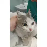 Foto dell\'animale gatto - Matr. 2023/1018 - Microchip 380260044730864