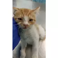 Foto dell\'animale gatto - Matr. 2023/1017 - Microchip 380260045015911