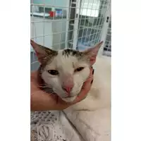 Foto dell\'animale gatto - Matr. 2023/1020 - Microchip 380260045015816
