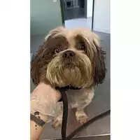 Foto dell\'animale cane - Matr. 2023/1023 - Microchip 380260045016309