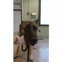 Foto dell\'animale cane - Matr. 2023/1024 - Microchip 380260100229100