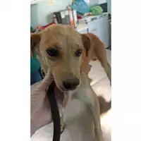 Foto dell\'animale cane - Matr. 2023/1025 - Microchip 380260045016057