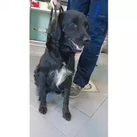 Foto dell\'animale cane - Matr. 2023/1026 - Microchip 380260045016130
