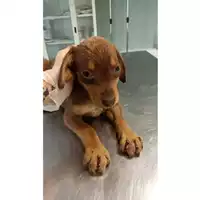 Foto dell\'animale cane - Matr. 2023/1027 - Microchip 380260045016311