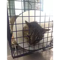Foto dell\'animale gatto - Matr. 2017/1265 - Microchip 3802600432883331