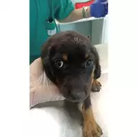 Foto dell\'animale cane - Matr. 2023/1029 - Microchip 380260045015631