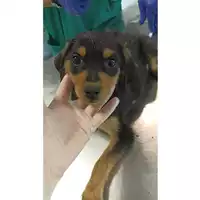 Foto dell\'animale cane - Matr. 2023/1030 - Microchip 380260045016289