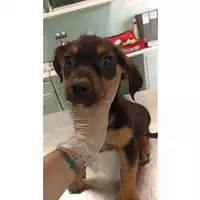 Foto dell\'animale cane - Matr. 2023/1031 - Microchip 380260045016416