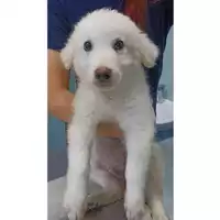 Foto dell\'animale cane - Matr. 2023/1034 - Microchip 380260044730297
