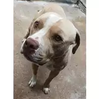 Foto dell\'animale cane - Matr. 2023/0627 - Microchip 380260044748205