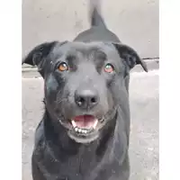 Foto dell\'animale cane - Matr. 2022/0413 - Microchip 380260044474258