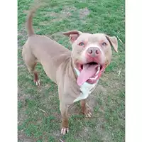 Foto dell\'animale cane - Matr. 2023/0215 - Microchip 380260044731576