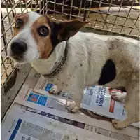 Foto dell\'animale cane - Matr. 2023/1045 - Microchip 380260042910433