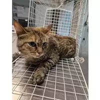 Foto dell\'animale gatto - Matr. 2023/1052 - Microchip 380260045016511