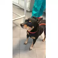 Foto dell\'animale cane - Matr. 2023/1050 - Microchip 380260000574915