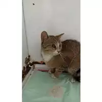 Foto dell\'animale gatto - Matr. 2023/1055 - Microchip 380260045015755