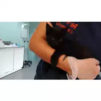 Foto dell\'animale gatto - Matr. 2023/1053 - Microchip 380260044730254