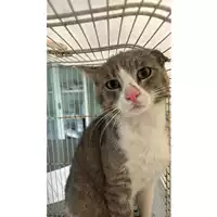 Foto dell\'animale gatto - Matr. 2023/1059 - Microchip 380260044730283