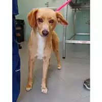 Foto dell\'animale cane - Matr. 2023/1074 - Microchip 380260042789490