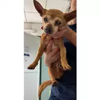 Foto dell\'animale cane - Matr. 2023/1076 - Microchip 380260000187449