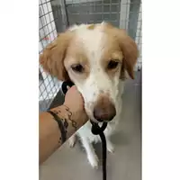 Foto dell\'animale cane - Matr. 2023/1075 - Microchip 380260044730276