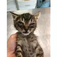 Foto dell\'animale gatto - Matr. 2023/1078 - Microchip 380260044747793