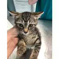 Foto dell\'animale gatto - Matr. 2023/1079 - Microchip 380260044729400