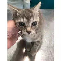 Foto dell\'animale gatto - Matr. 2023/1081 - Microchip 380260044750306