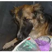 Foto dell\'animale cane - Matr. 2017/1268 - Microchip 380260043319086