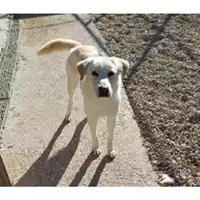 Foto dell\'animale cane - Matr. 2023/1084 - Microchip 380260101747797
