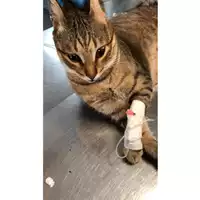 Foto dell\'animale gatto - Matr. 2023/1089 - Microchip 380260044749886