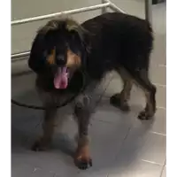 Foto dell\'animale cane - Matr. 2017/1267 - Microchip 380260041248250