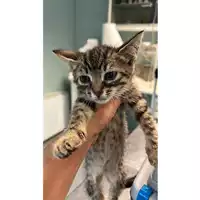 Foto dell\'animale gatto - Matr. 2023/1093 - Microchip 380260044750778