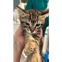 Foto dell\'animale gatto - Matr. 2023/1094 - Microchip 380260044751049