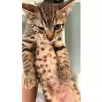 Foto dell\'animale gatto - Matr. 2023/1095 - Microchip 380260044750894