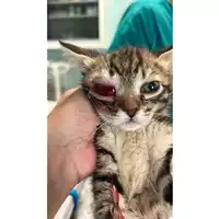 Foto dell\'animale gatto - Matr. 2023/1096 - Microchip 380260044750786